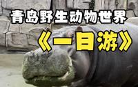 青岛森林野生动物园一日游