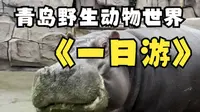 青岛森林野生动物园一日游