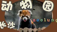 VLOG｜长沙zoolung动物园