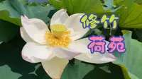 建宁-修竹荷苑