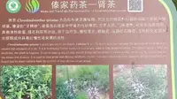 西双版纳南药园（上）
