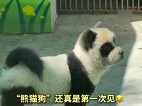 淄博动物园顶级“阳谋”，这“熊猫”怎么长的狗里狗气的
