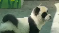 淄博动物园顶级“阳谋”，这“熊猫”怎么长的狗里狗气的