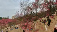 春未到，南宁石门森林公园桃花已是朵朵先开：insta360 ONE拍摄