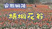 《安徽铜陵》梧桐花谷，带你观赏美丽的花海