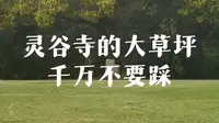 灵谷寺的大草坪不要踩！