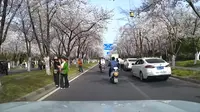 扬州樱花大道进入全盛期
