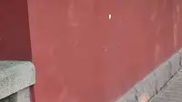 青岛大学路网红墙