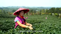 十佳茶旅-湄潭县翠芽27°景区