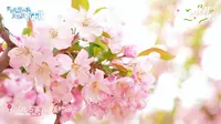 美到像梦一样的春天，美到太不真实了吧，坐标石家庄植物园，绝美的打卡地，太出片了