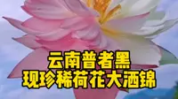 云南普者黑现珍稀荷花大洒锦