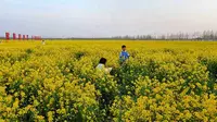 参观河北安平县杨屯村万亩油菜花，连续去了三年了，非常漂亮热闹