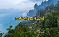 金秀银杉森林公园