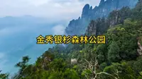 金秀银杉森林公园