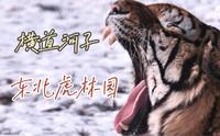 牡丹江横道河子东北虎林园