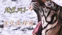 牡丹江横道河子东北虎林园