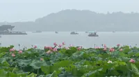 2026.6.21.夏至 梅雨季节的西湖断桥边，荷花在大雨中