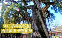 在5000多年前始祖黄帝种的树下听鸟鸣，感觉声音格外清脆，周边都是罕见的上千年的古柏啊