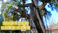 在5000多年前始祖黄帝种的树下听鸟鸣，感觉声音格外清脆，周边都是罕见的上千年的古柏啊