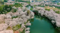 春天素材｜荆门沙洋樱花部落