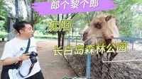 沈阳长白岛森林公园