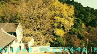 南岳山行之三——福严寺的银杏1450岁，有比它更老的吗？