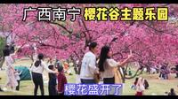 南宁的樱花谷正值盛花期，抓紧时间去看了，非常漂亮，就是人有点多