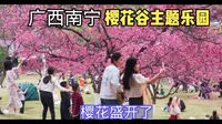 南宁的樱花谷正值盛花期，抓紧时间去看了，非常漂亮，就是人有点多
