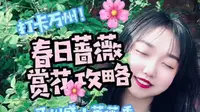 在阳光明媚的春天，来开州盛山植物园欣赏一整座山的蔷薇花瀑！