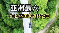 鹤岗红松林国家森林公园