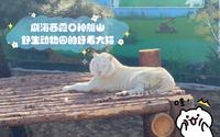 威海西霞口神雕山野生动物园的好看大猫