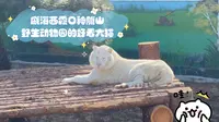 威海西霞口神雕山野生动物园的好看大猫