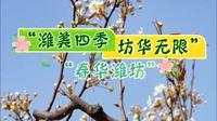 梨花飘香 生机盎然！第十六届山阳梨花节开幕啦！“潍美四季 坊华无限”直播进景区第五站→潍坊昌邑博陆山生态旅游区 #潍美四季坊华无限 #梨花节 #风筝故乡山海潍坊