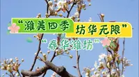 梨花飘香 生机盎然！第十六届山阳梨花节开幕啦！“潍美四季 坊华无限”直播进景区第五站→潍坊昌邑博陆山生态旅游区 #潍美四季坊华无限 #梨花节 #风筝故乡山海潍坊
