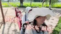 旅游日记第六天，洪湖生态旅游景点，小火车在荷花边上呜呜开