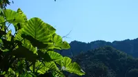 隐匿于云南高山中的世外桃源--坝美