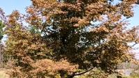 层林尽染，五彩斑斓（阜阳植物园）
