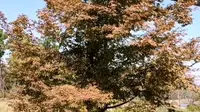 层林尽染，五彩斑斓（阜阳植物园）