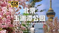 沉浸式漫步在中央电视塔下樱花季的公园 浪漫春日踏青限定 遇见最美樱花季 | 【4K60帧】【北京玉渊潭公园】附解说 环境音 Go Pro 12拍摄