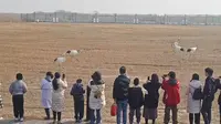实拍丹顶鹤放飞（00:00-01:51）+盐城市丹顶鹤生态旅游区（保护区）的实拍风景（在后面的那部分）