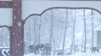 【冬日禅意】探秘五台山静音寺雪中日常 | 寺院冬韵·雪落梵音