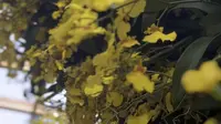 花花的世界 太原植物园 兰花 蝴蝶兰