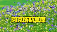 天苍苍，野茫茫，一不小心，误入了仙境，伊犁阿克塔斯草原。#阿克塔斯草原 #新疆 #伊犁 #草原
