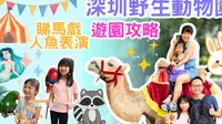【港人遊深圳動物園】【深圳親子遊】深圳一日遊 深圳好去处 2023 駕駱駝 餵獅子 水母 美人魚 豬仔餵奶 斑馬 草泥馬 大象 猩猩 黑熊 馬戲 鯊魚 電動車