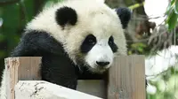 【科普】【CNTV】 记成都大熊猫繁育研究基地——幸福的“胖达君”（一定要看简介哦）