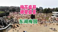东湖梅园梅花盛开95%以上，太美了！东湖梅园是世界最大的梅花资源圃