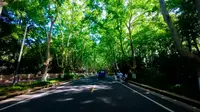 南京 梧桐大道