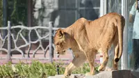 500mm长焦拍摄兰州野生动物园，太大了一天没有逛完（坚持看完后面很精彩）