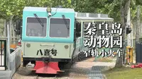 【交通/铁路/秦皇岛】动物园里的内燃窄轨！秦皇岛野生动物园窄轨小火车记录