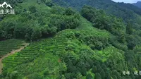 青城山外山有条阴凉徒步线路，完全被我们包场了，丈人观到圆明宫